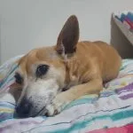 Pet hotel condenado a indenizar tutor após desaparecimento de cadela em São José do Rio Preto
