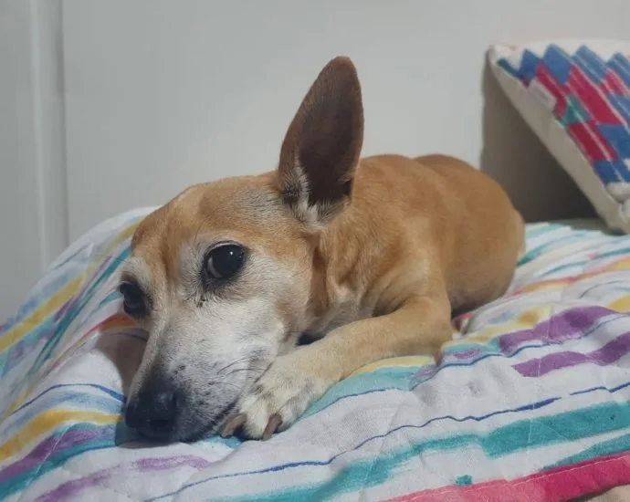Pet hotel condenado a indenizar tutor após desaparecimento de cadela em São José do Rio Preto Pet hotel condenado a indenizar tutor após desaparecimento de cadela em São José do Rio Preto