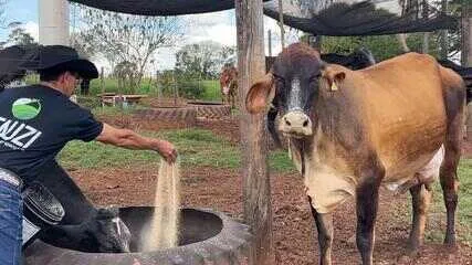 Bovinos influenciadores: Vaca Leide e touro Xerife fazem sucesso nas redes sociais Bovinos influenciadores: conheça a vaca Leide e o touro Xerife