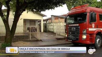 Onça é encontrada em casa no interior de SP e mobiliza Polícia Ambiental