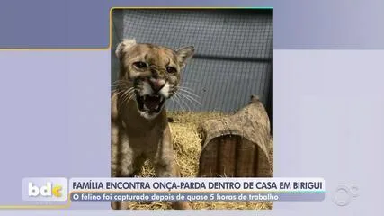 Onça-parda resgatada em residência de Birigui passa por exames em Fernandópolis