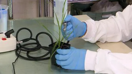 Desenvolvimento de Nano-Herbicida em Sorocaba Promete Eficácia de Até 95% no Controle de Plantas Daninhas Pesquisadores de Sorocaba criam nano-herbicida para controle de ervas daninhas