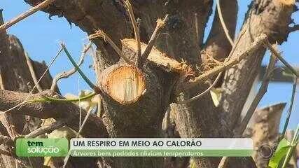 Quadros de arborização urbana viram aliados contra ondas de calor no interior de SP