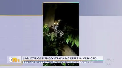 Jaguatirica é encontrada em árvore no Lago 3 da Represa Municipal de Rio Preto