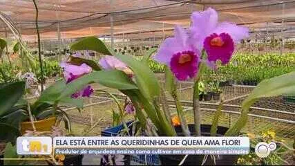 Orquídeas florescem com chegada da primavera: especialista ensina cuidados em Rio Preto