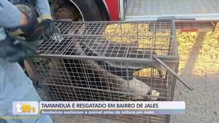 Tamanduá é capturado pelo Corpo de Bombeiros em área residencial de Jales