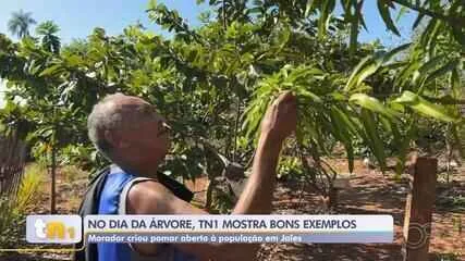 Morador cria pomar comunitário aberto à população de Jales