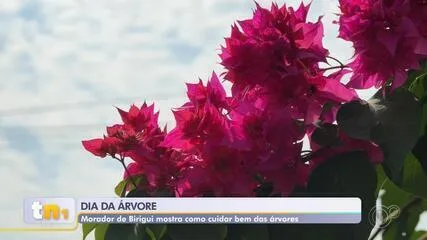 Morador de Birigui compartilha nas redes dicas de como cuidar de árvores frutíferas