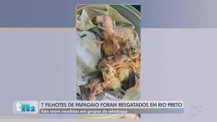 Filhotes de papagaio-verdadeiro são resgatados em Rio Preto