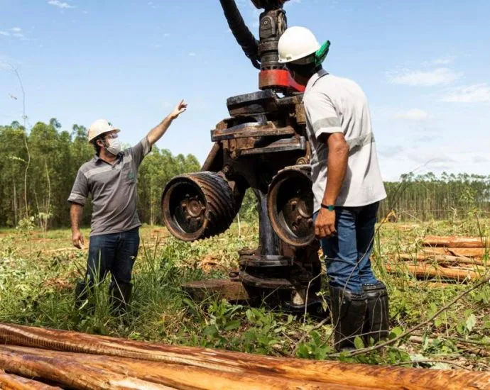 Suzano oferece 15 vagas de emprego em Mato Grosso do Sul