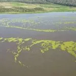 Suspensão de Vertimento de Plantas no Rio Pardo Após Solicitação do Imasul