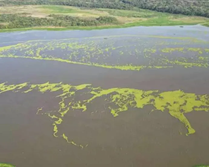 Suspensão de Vertimento de Plantas no Rio Pardo Após Solicitação do Imasul Suspensão de Vertimento de Plantas no Rio Pardo Após Solicitação do Imasul