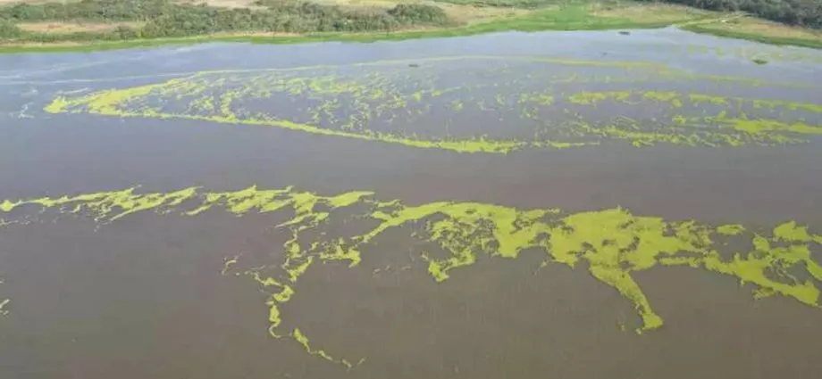 Suspensão de Vertimento de Plantas no Rio Pardo Após Solicitação do Imasul Suspensão de Vertimento de Plantas no Rio Pardo Após Solicitação do Imasul