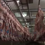 Queda nas Exportações de Carne Bovina de MS em Agosto de 2026