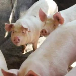 Brasil amplia exportação de suínos para a China com novo protocolo