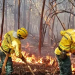 Queimadas no Pantanal apresentam queda de 76% em relação à média histórica