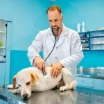 Dia do Médico-Veterinário é celebrado em 9 de setembro