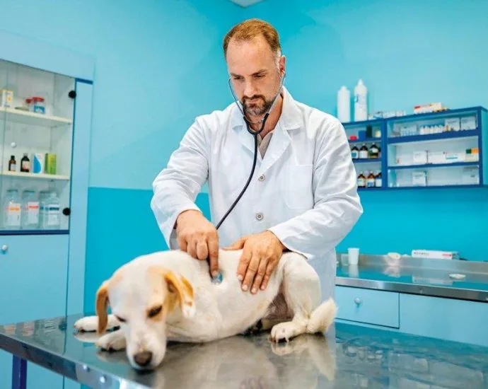 Dia do Médico-Veterinário é celebrado em 9 de setembro