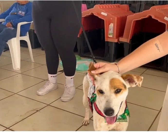 Feira de Adoção de Animais Resgatados é Realizada em Três Lagoas Feira de Adoção de Animais Resgatados é Realizada em Três Lagoas