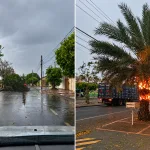 Vendaval provoca danos em Três Lagoas com queda de árvores e incêndio