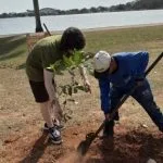 Três Lagoas celebra a Semana da Árvore com atividades educativas e plantio de mudas