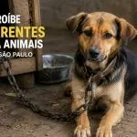 São Paulo proíbe acorrentamento de cães e gatos