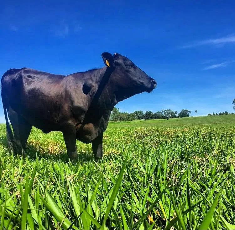 Dia do Médico Veterinário: a saúde animal e seu impacto na saúde humana e no meio ambiente