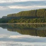Arauco promove gestão florestal sustentável com tecnologia e responsabilidade ambiental