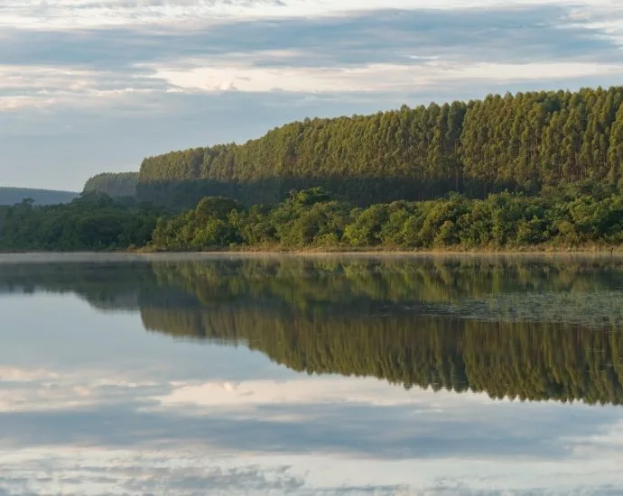 Arauco promove gestão florestal sustentável com tecnologia e responsabilidade ambiental