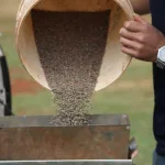Plantio da Soja em Mato Grosso do Sul Começa em 16 de Setembro com Produtividade Estimada de 52 Sacas