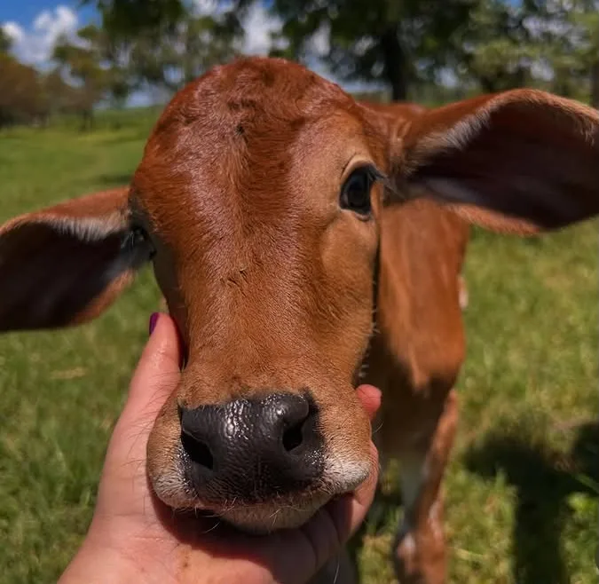 Dia do Médico Veterinário: a saúde animal e seu impacto na saúde humana e no meio ambiente