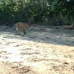 Reserva em Brasilândia reúne 113 espécies, incluindo anta e lobo-guará