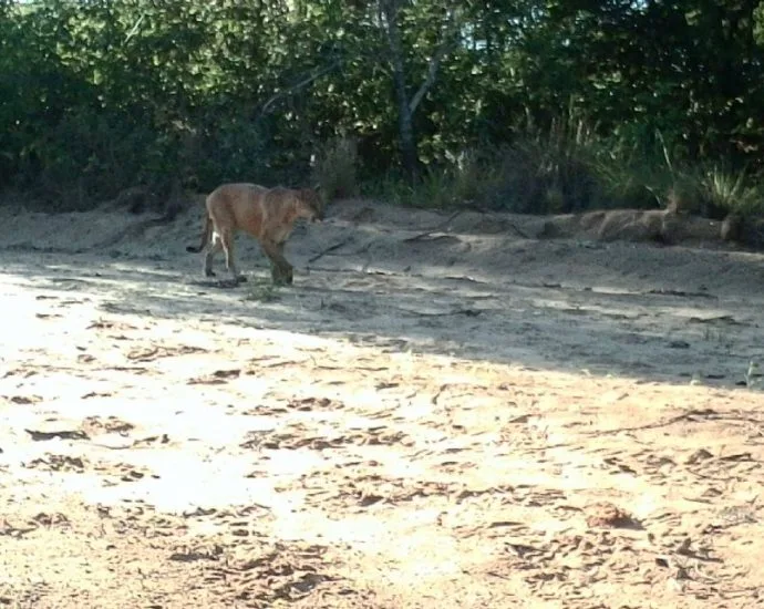 Reserva em Brasilândia reúne 113 espécies, incluindo anta e lobo-guará