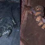 Jacaré é resgatado em quintal de casa em Buritama; veja vídeo