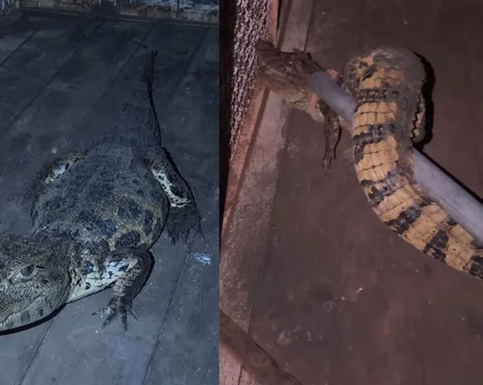 Jacaré é resgatado em quintal de casa em Buritama; veja vídeo