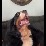 Golpe de calor é confirmado como causa da morte de cão em Araçatuba