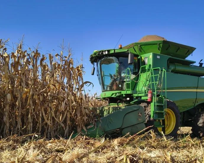 Colheita do milho alcança 2,194 milhões de hectares em Mato Grosso do Sul Colheita do milho alcança 2,194 milhões de hectares em Mato Grosso do Sul