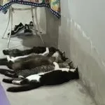 Cinco réus por venda clandestina de sangue de gatos em SP