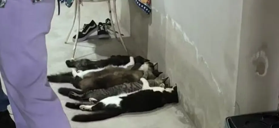 Cinco réus por venda clandestina de sangue de gatos em SP