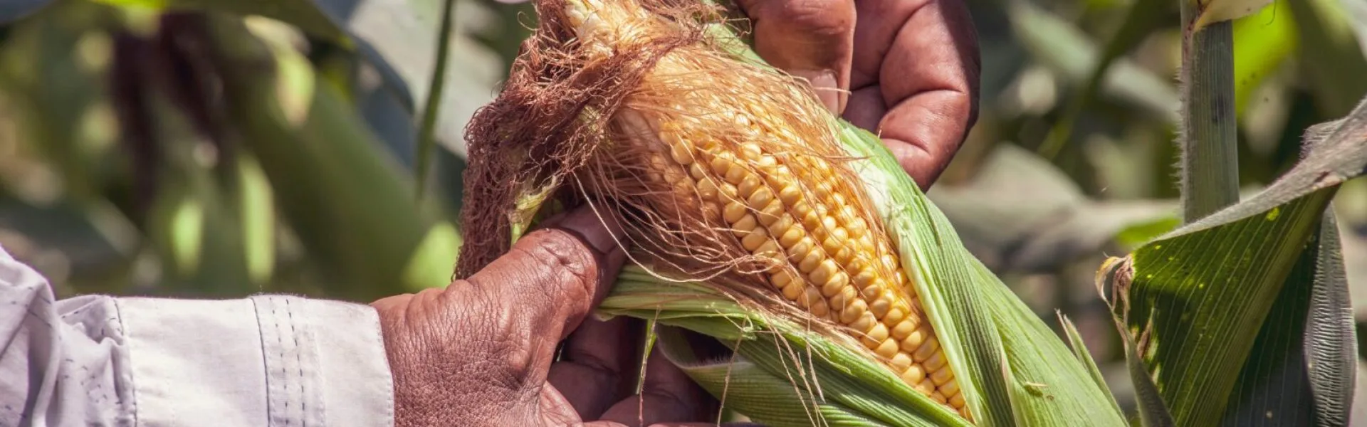 Três Lagoas destaca-se na produtividade de milho em MS