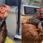 Galinha Coquinho recebe prótese natural após má-formação no bico em São José do Rio Preto