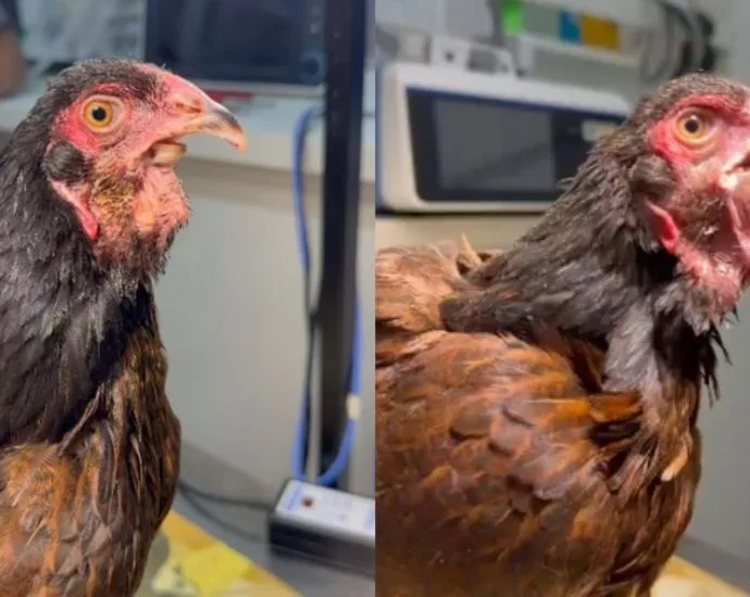 Galinha Coquinho recebe prótese natural após má-formação no bico em São José do Rio Preto