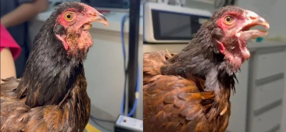 Galinha Coquinho recebe prótese natural após má-formação no bico em São José do Rio Preto