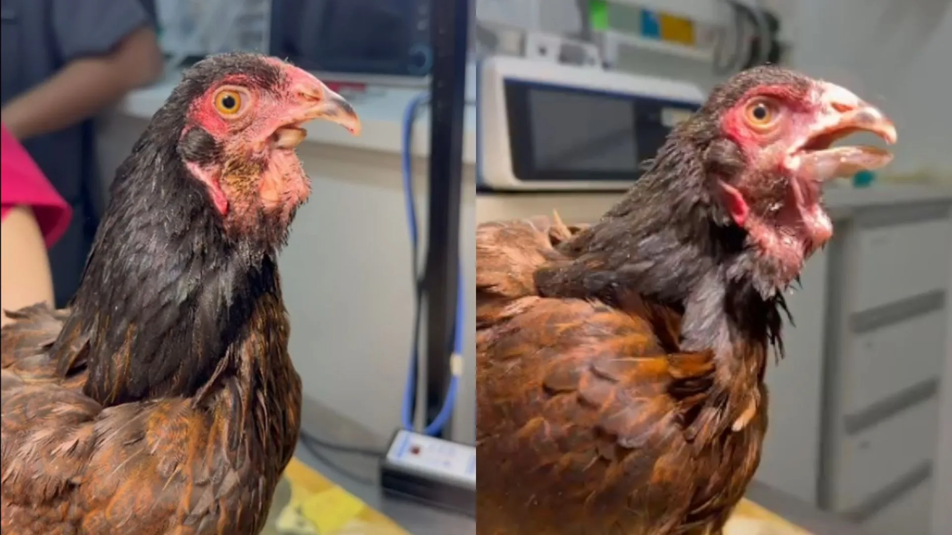 Galinha Coquinho recebe prótese natural após má-formação no bico em São José do Rio Preto
