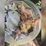 Sete filhotes de papagaio-verdadeiro são resgatados em Rio Preto