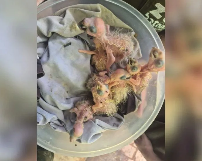 Sete filhotes de papagaio-verdadeiro são resgatados em Rio Preto