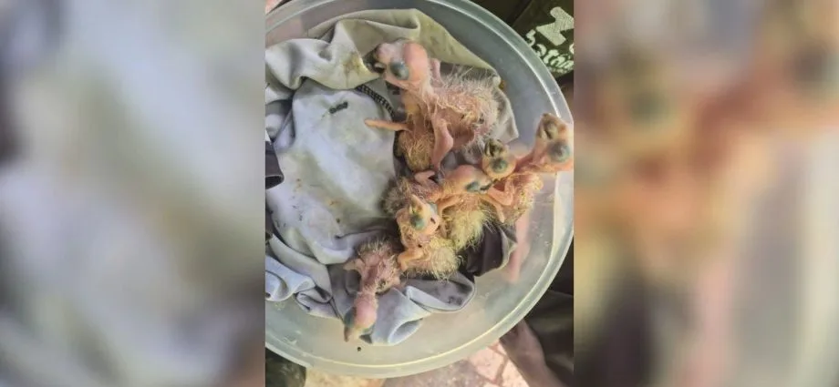 Sete filhotes de papagaio-verdadeiro são resgatados em Rio Preto