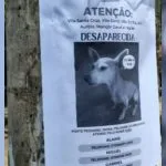 Pet hotel em São José do Rio Preto é condenado a indenizar família após desaparecimento de cadela
