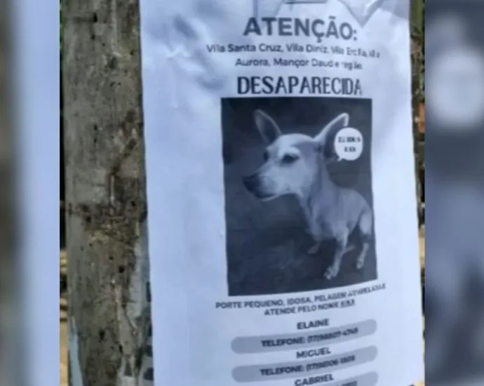 Pet hotel em São José do Rio Preto é condenado a indenizar família após desaparecimento de cadela