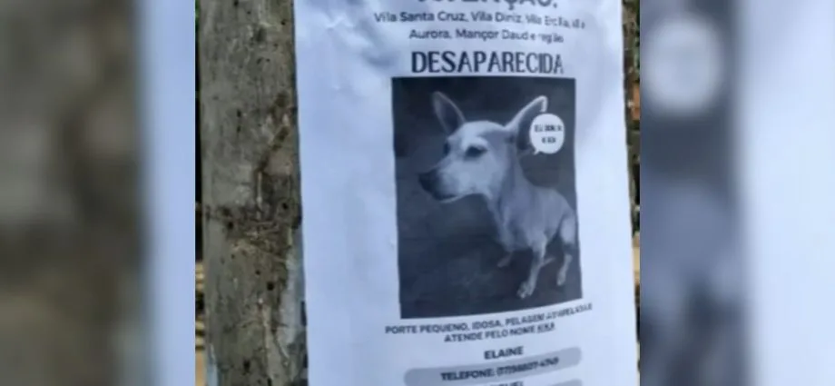 Pet hotel em São José do Rio Preto é condenado a indenizar família após desaparecimento de cadela